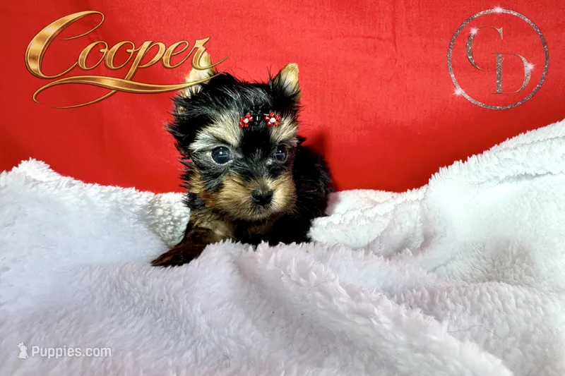 Cooper doll faced the quality Yorkie  – Yorkshire Terrier puppy for sale in Springfield, GA