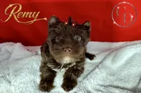 Remy - Quality Yorkie , a male Yorkshire Terrier for sale in Springfield, GA – 3 of 9