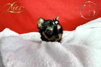 Nico doll faced quality Yorkie  , a male Yorkshire Terrier for sale in Springfield, GA – 8 of 10