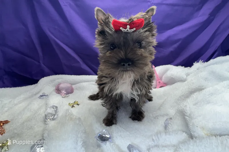 Bentley - Quality Yorkie  – Yorkshire Terrier puppy for sale in Springfield, GA