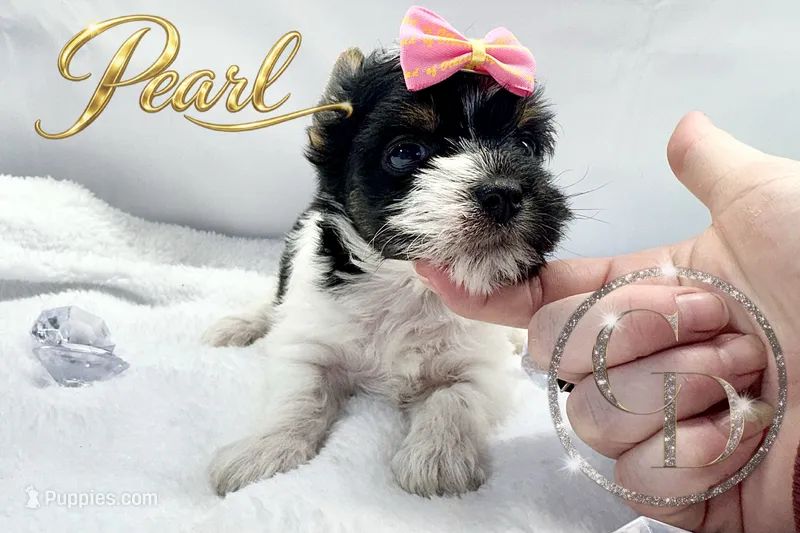 Pearl  – Yorkshire Terrier puppy for sale in Springfield, GA