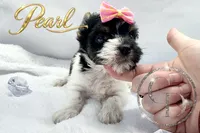 Pearl , a female Yorkshire Terrier for sale in Springfield, GA – 1 of 9