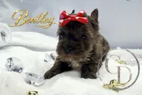 Bentley - Quality Yorkie , a male Yorkshire Terrier for sale in Springfield, GA – 7 of 10