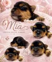 Sweet Little Mia, a female Yorkshire Terrier for sale in Springfield, GA – 3 of 7