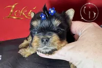 Loki TINY quality doll faced Yorkie puppy , a male Yorkshire Terrier for sale in Springfield, GA – 9 of 9