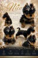 Nico doll faced quality Yorkie  , a male Yorkshire Terrier for sale in Springfield, GA – 3 of 10