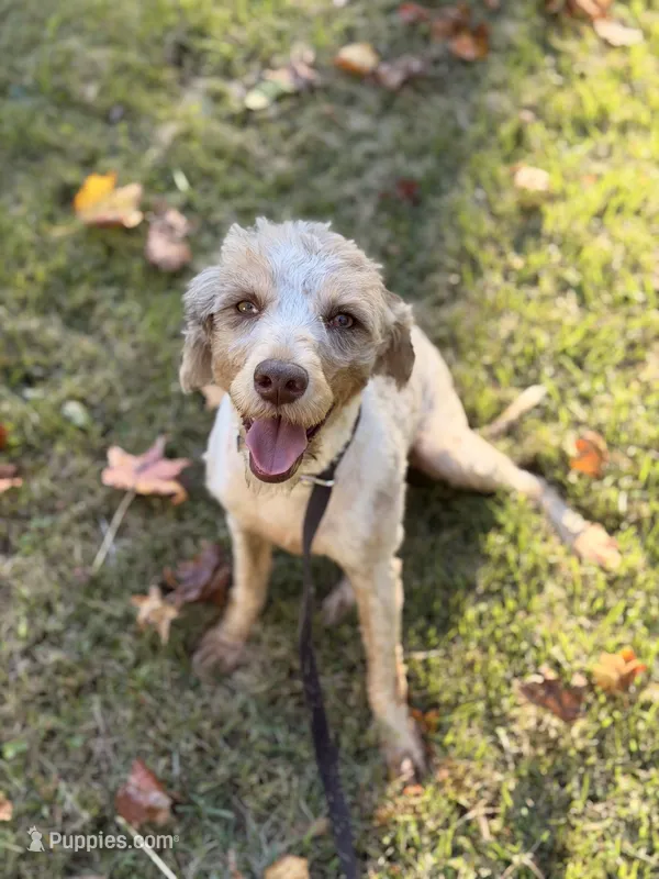 Phoebe, a female Miniature Bernedoodle for sale in Sharpsburg, GA – 1 of 5