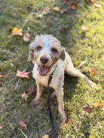 Phoebe, a female Miniature Bernedoodle for sale in Sharpsburg, GA – 1 of 5