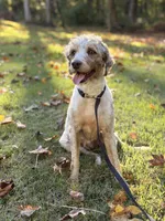Phoebe, a female Miniature Bernedoodle for sale in Sharpsburg, GA – 3 of 5