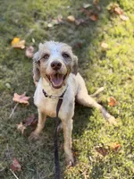 Phoebe, a female Miniature Bernedoodle for sale in Sharpsburg, GA – 4 of 5