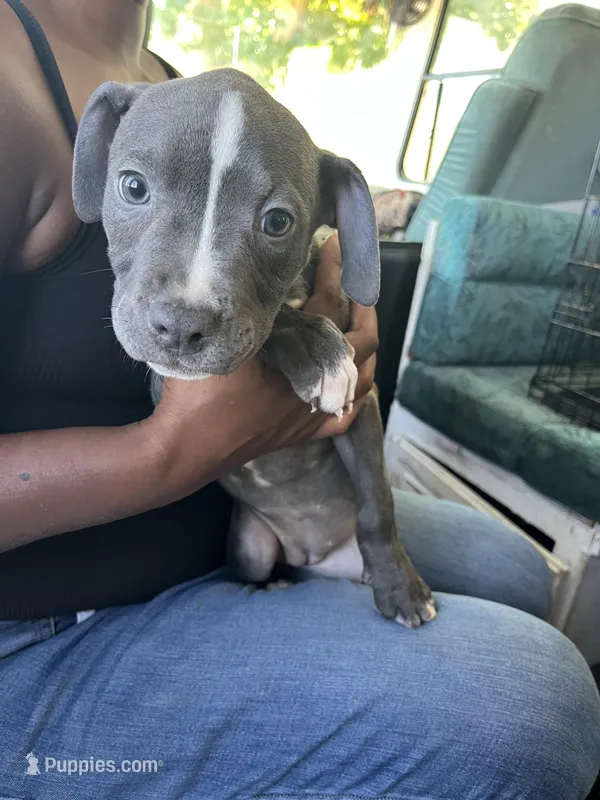 BLUEY – American Bully, Cane Corso puppy for sale in Alamosa, CO