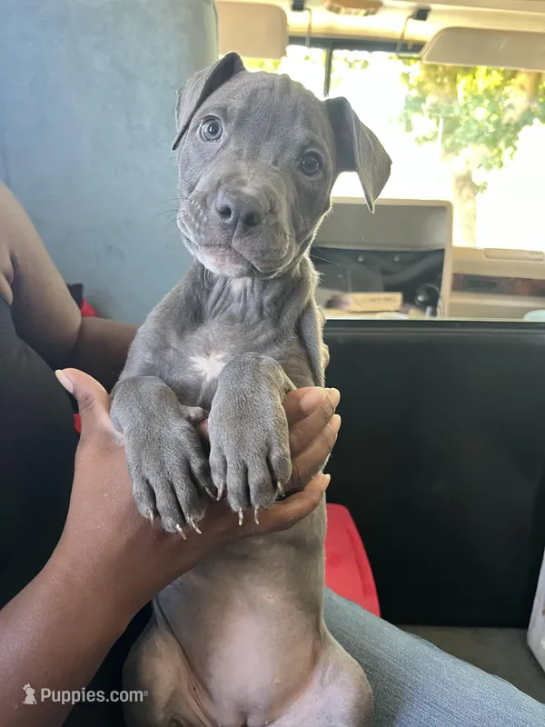 Haley Barry – American Bully, Cane Corso puppy for sale in Alamosa, CO