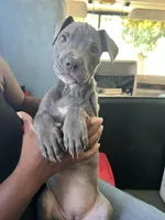 Haley Barry, a female American Bully and Cane Corso for sale in Alamosa, CO – 1 of 1