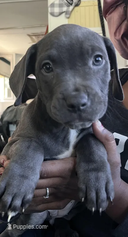 sally mae – American Bully, Cane Corso puppy for sale in Alamosa, CO