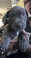 sally mae, a female American Bully and Cane Corso for sale in Alamosa, CO – 1 of 1