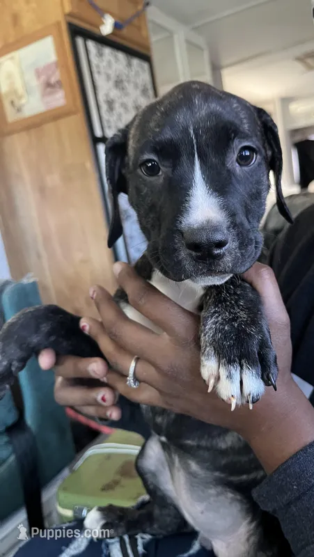 Coochie Coo – American Bully, Cane Corso puppy for sale in Alamosa, CO