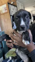 Coochie Coo, a female American Bully and Cane Corso for sale in Alamosa, CO – 1 of 1