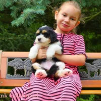 Awesome Mini Bernedoodles, a male Miniature Bernedoodle for sale in Mohnton, PA – Photo 3 of 4