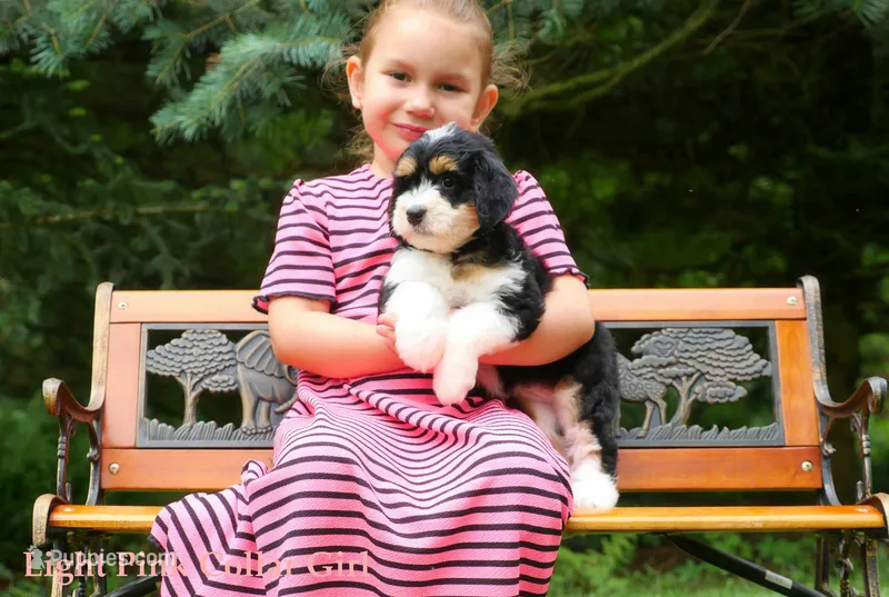 Awesome Mini Bernedoodles