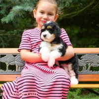 Awesome Mini Bernedoodles, a male Miniature Bernedoodle for sale in Mohnton, PA – Photo 1 of 4