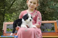 Awesome Mini Bernedoodles, a male Miniature Bernedoodle for sale in Mohnton, PA – Photo 2 of 3