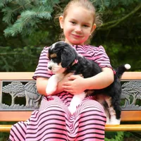 Awesome Mini Bernedoodles, a male Miniature Bernedoodle for sale in Mohnton, PA – Photo 2 of 4