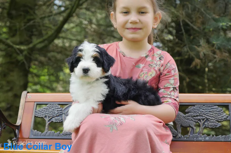Awesome Mini Bernedoodles – Miniature Bernedoodle puppy for sale in Mohnton, PA