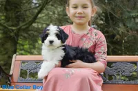 Awesome Mini Bernedoodles, a male Miniature Bernedoodle for sale in Mohnton, PA – Photo 1 of 3