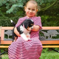 Awesome Mini Bernedoodles, a male Miniature Bernedoodle for sale in Mohnton, PA – Photo 4 of 4