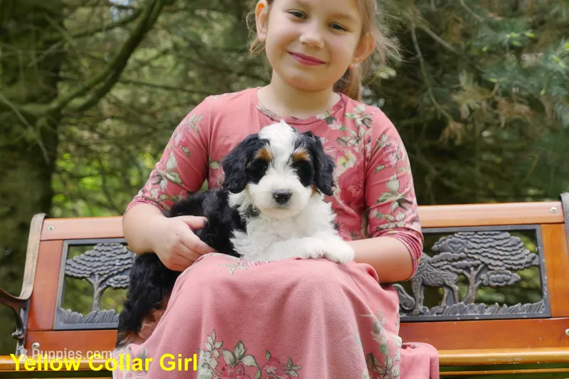 Mini Tricolor Pups – Miniature Bernedoodle puppy for sale in Mohnton, PA