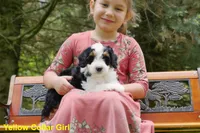 Mini Tricolor Pups, a female Miniature Bernedoodle for sale in Mohnton, PA – Photo 1 of 3