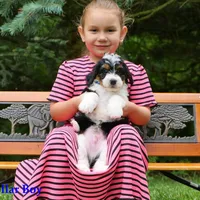 Mini Tricolor Pups, a male Miniature Bernedoodle for sale in Mohnton, PA – Photo 3 of 4