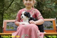 Mini Tricolor Pups, a female Miniature Bernedoodle for sale in Mohnton, PA – Photo 3 of 3