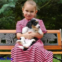 Mini Tricolor Pups, a male Miniature Bernedoodle for sale in Mohnton, PA – Photo 4 of 4