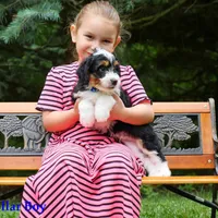 Mini Tricolor Pups, a male Miniature Bernedoodle for sale in Mohnton, PA – Photo 1 of 4