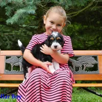 Mini Tricolor Pups, a male Miniature Bernedoodle for sale in Mohnton, PA – Photo 2 of 4
