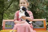 Mini Tricolor Pups, a female Miniature Bernedoodle for sale in Mohnton, PA – Photo 2 of 3