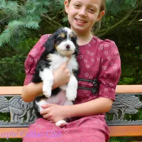 Mini Bernedoodle pups, a female Miniature Bernedoodle for sale in Mohnton, PA – Photo 2 of 4