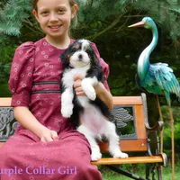 Mini Bernedoodle pups, a female Miniature Bernedoodle for sale in Mohnton, PA – Photo 3 of 4