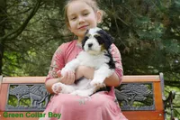 Mini Bernedoodle pups, a female Miniature Bernedoodle for sale in Mohnton, PA – Photo 1 of 3