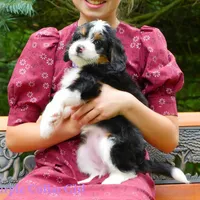 Mini Bernedoodle pups, a female Miniature Bernedoodle for sale in Mohnton, PA – Photo 4 of 4