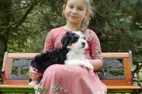 Mini Bernedoodle pups, a female Miniature Bernedoodle for sale in Mohnton, PA – Photo 2 of 3