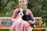 Mini Bernedoodle pups, a female Miniature Bernedoodle for sale in Mohnton, PA – Photo 3 of 3