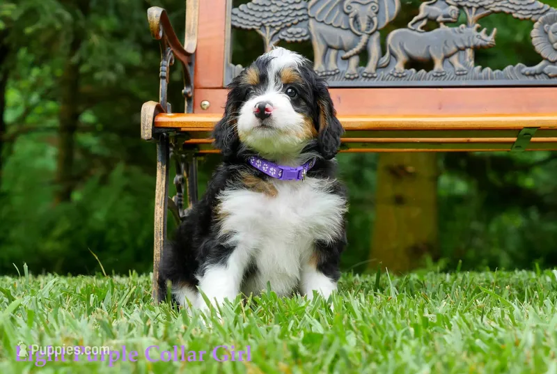Mini Bernedoodle pups