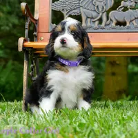 Mini Bernedoodle pups, a female Miniature Bernedoodle for sale in Mohnton, PA – Photo 1 of 4