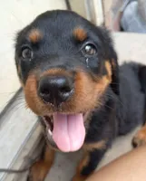 Purple collar, a female Rottweiler for sale in Augusta, GA – 2 of 2