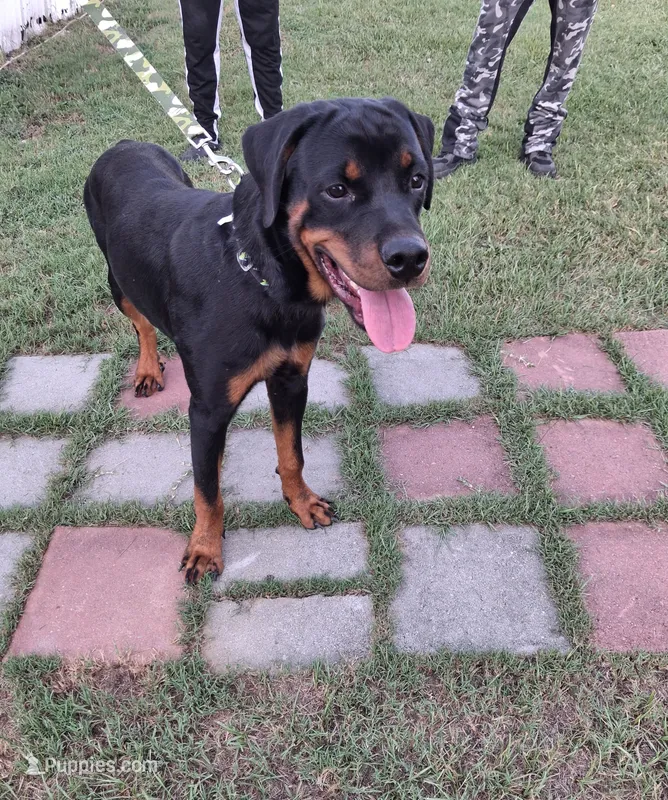 Blue collar – Rottweiler puppy for sale in Augusta, GA