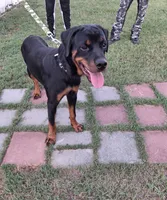 Blue collar, a male Rottweiler for sale in Augusta, GA – 1 of 3