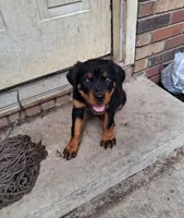 Purple collar, a female Rottweiler for sale in Augusta, GA – 1 of 2