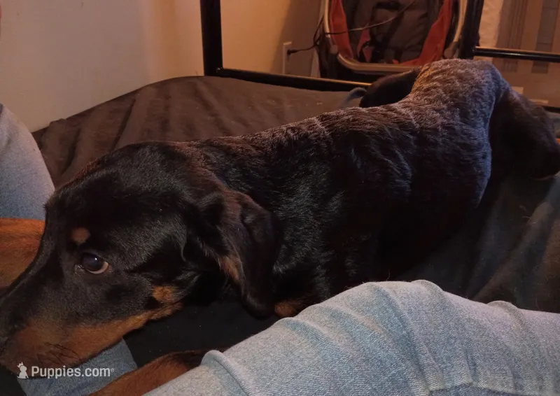 Black collar  – Rottweiler puppy for sale in Augusta, GA